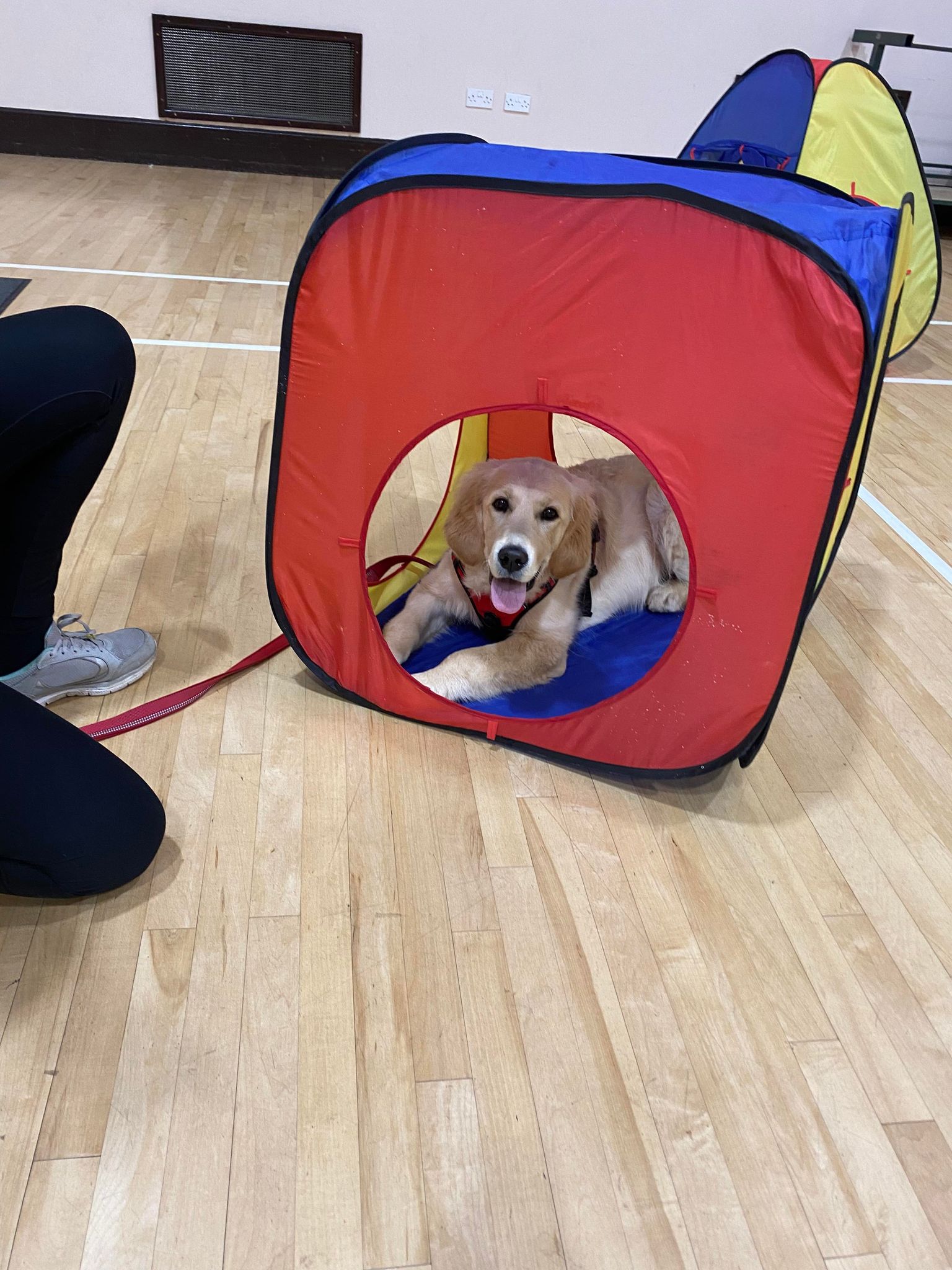 Junior Dog Training Positive Training For Canines