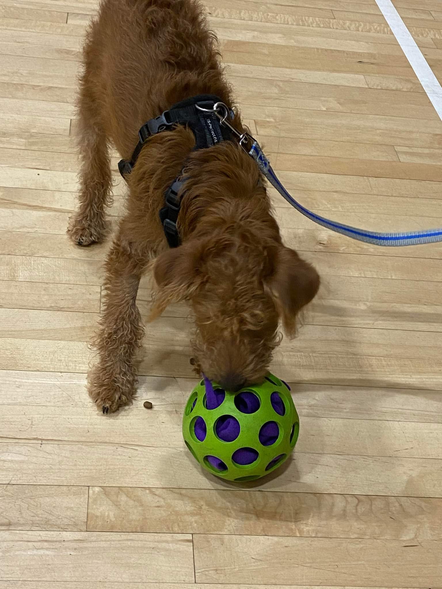 Junior Dog Training Positive Training For Canines