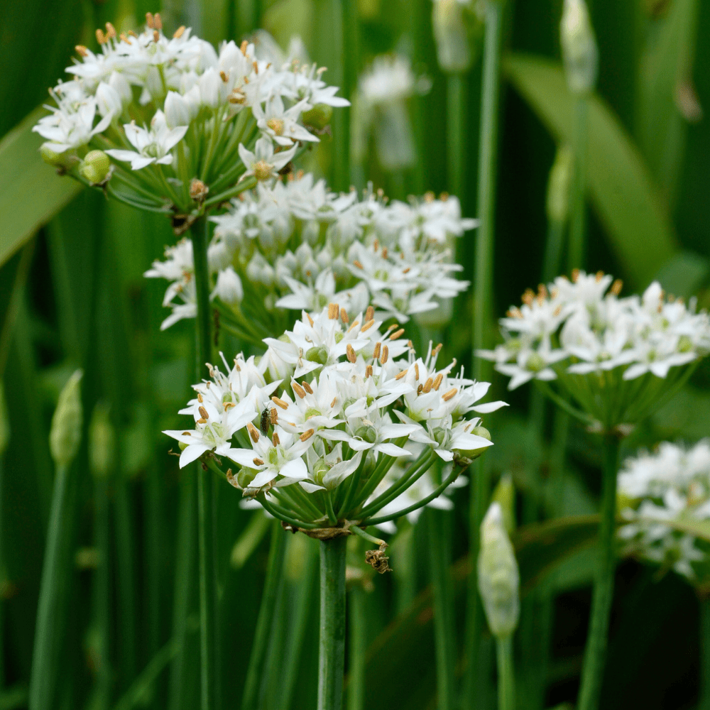 Allium canadense Possibility Place