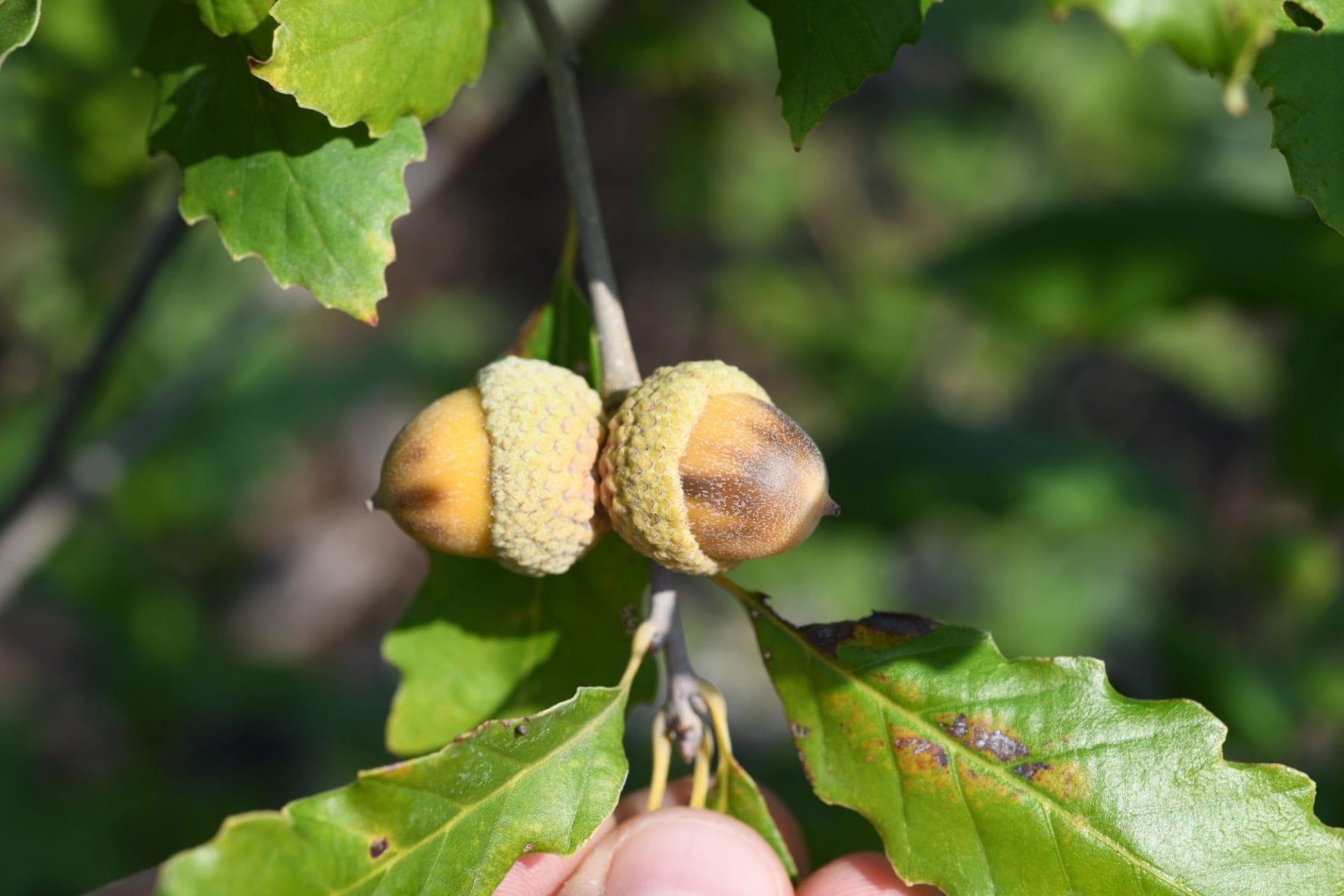 Quercus prinoides Possibility Place