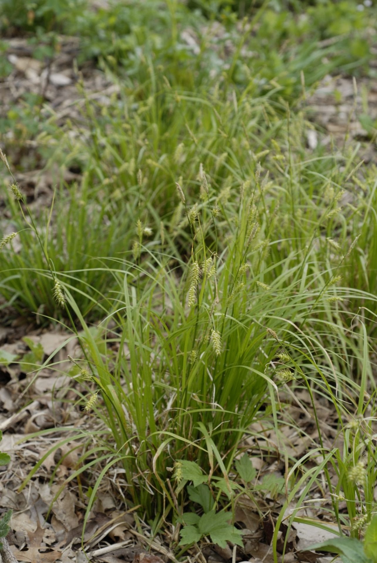 Carex sprengelii Possibility Place