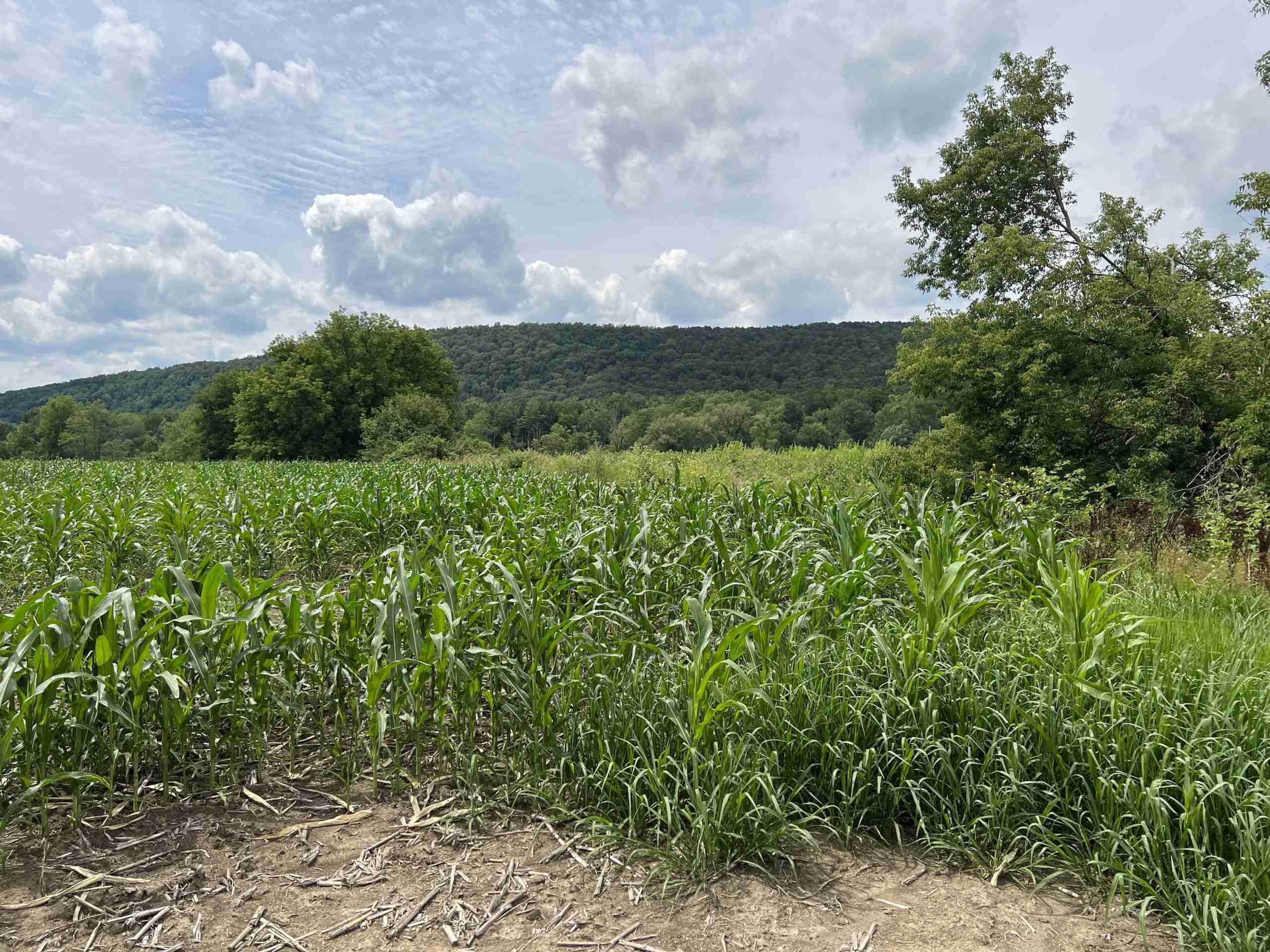  150060 Acres Near Chenango River Posson Realty LLC.