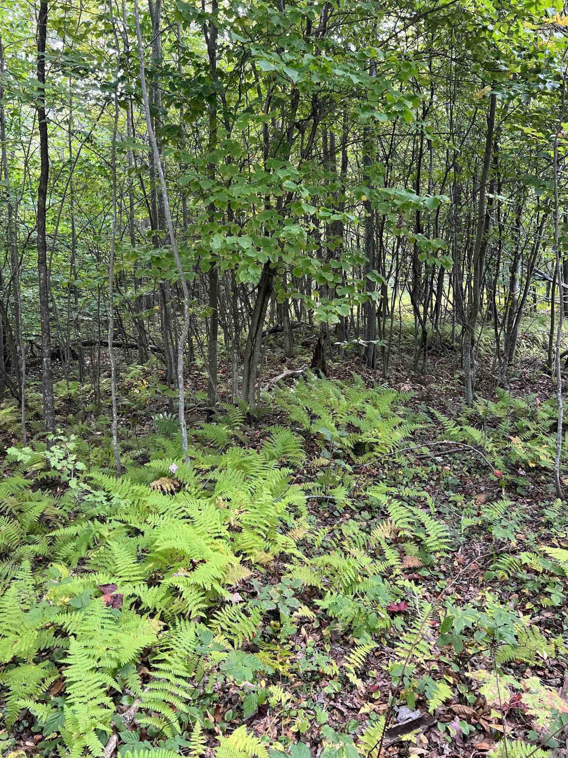 12121 10 acres of woods bordering state lands Posson Realty LLC.