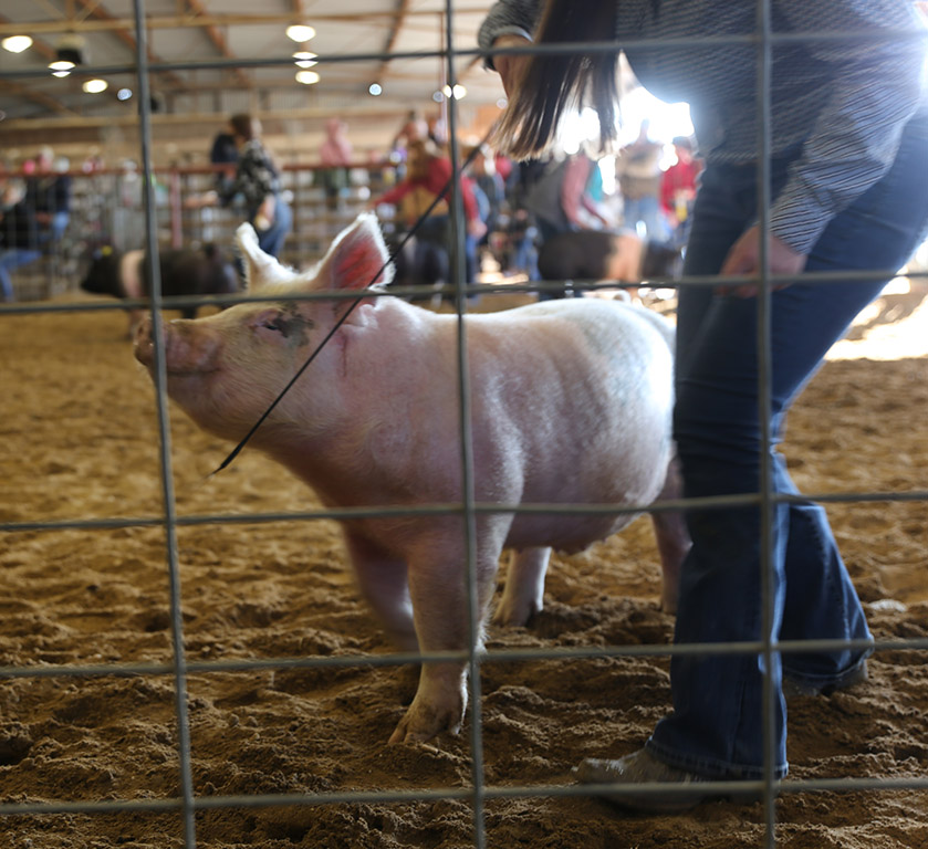 PHOTOS Caldwell County Junior Livestock Show 2021 Post Register