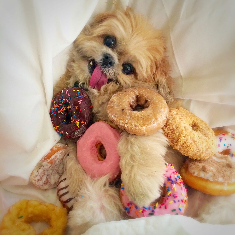 You Donut Understand How Excited These Dogs Are for Donut Day