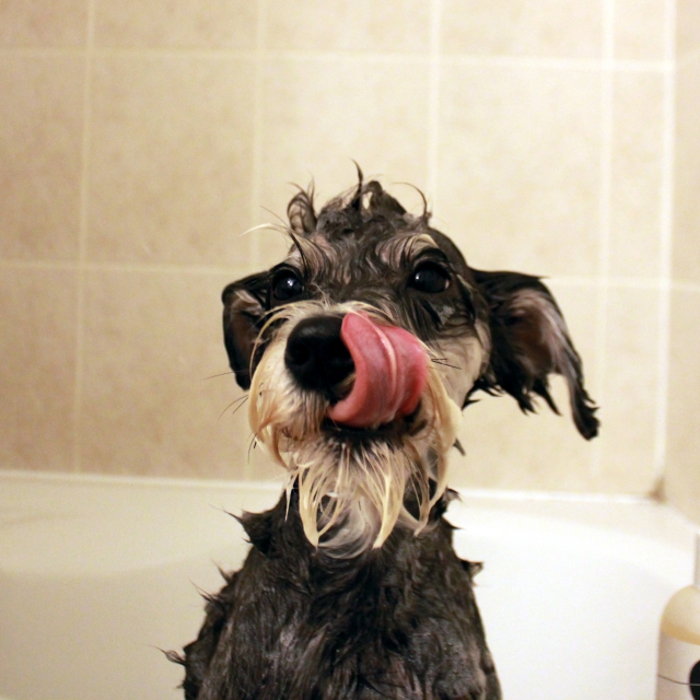 Why Does My Puppy Go Crazy After A Bath