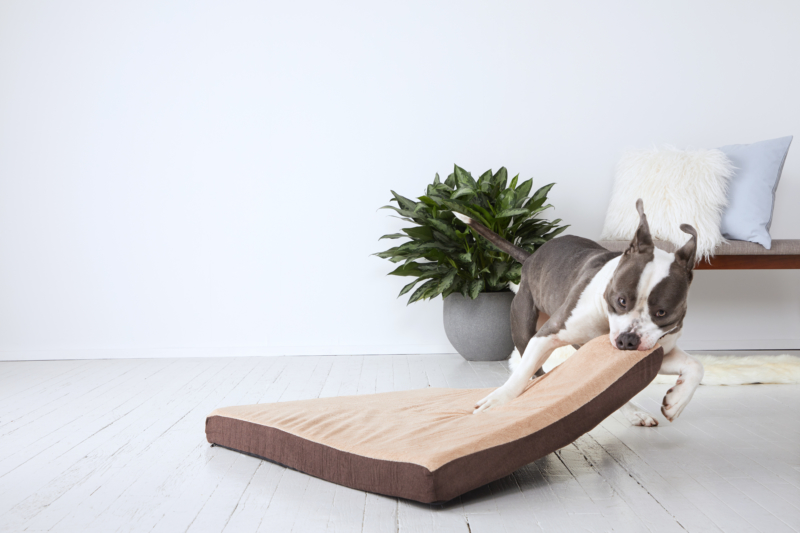 What Are The Best Dog Beds For Chewers? BARK