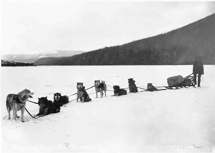 Klondike Gold Rush Sled Dogs