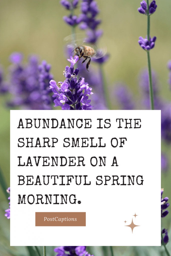 70 Beautiful Lavender Captions for Instagram