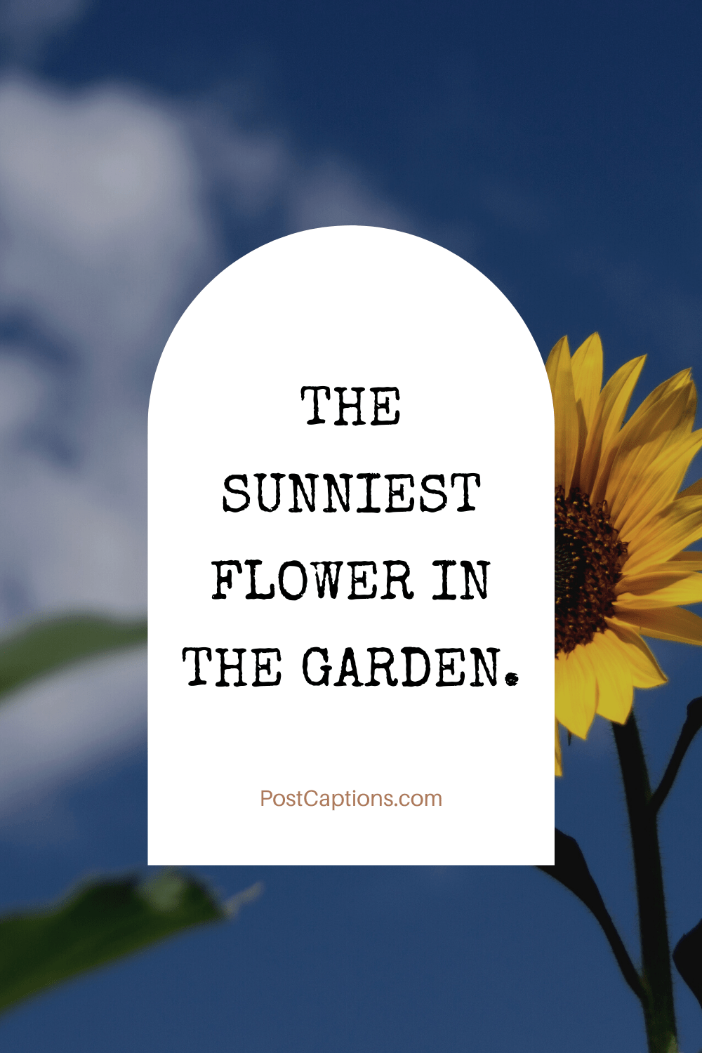 80 Sunflower Captions and Sunflower Quotes for Instagram