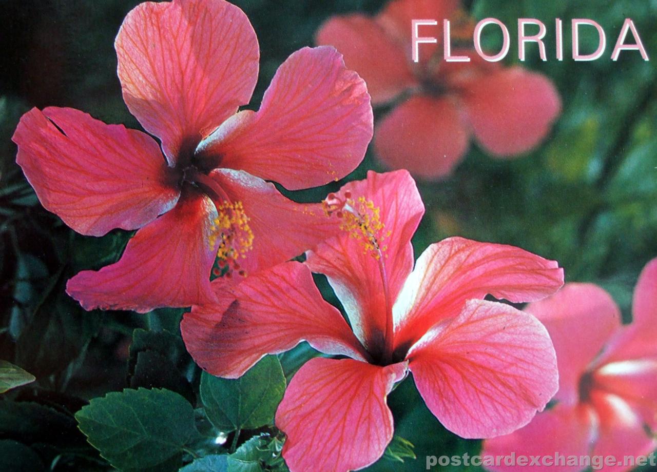 Florida the Land of Flowers Postcard Exchange Online Postcard