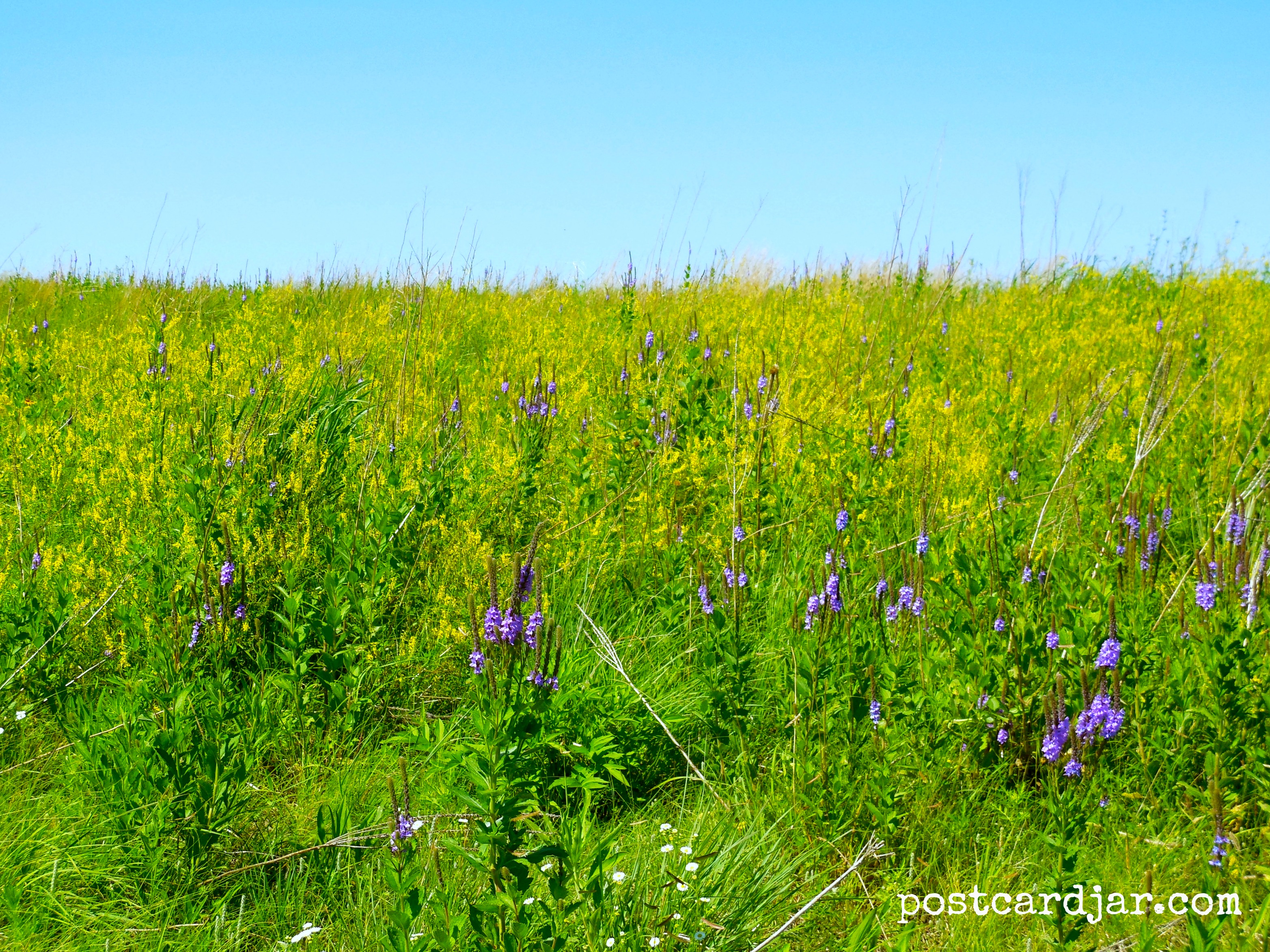 Nebraska's Nicest 8 Wildflowers & Prairie Grasses Postcard Jar Blog