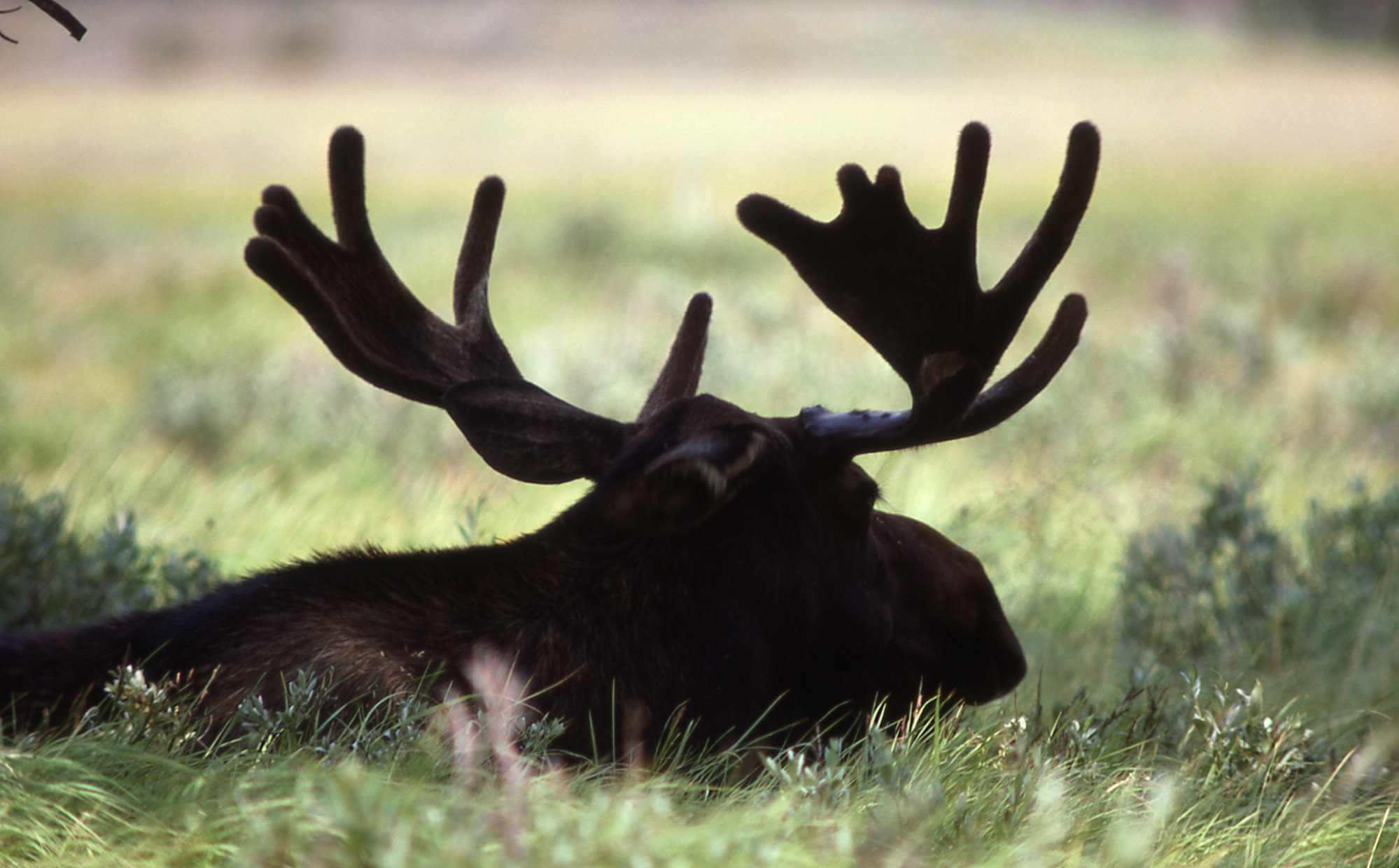 Real Moose The Adventures of a Wandering Moose