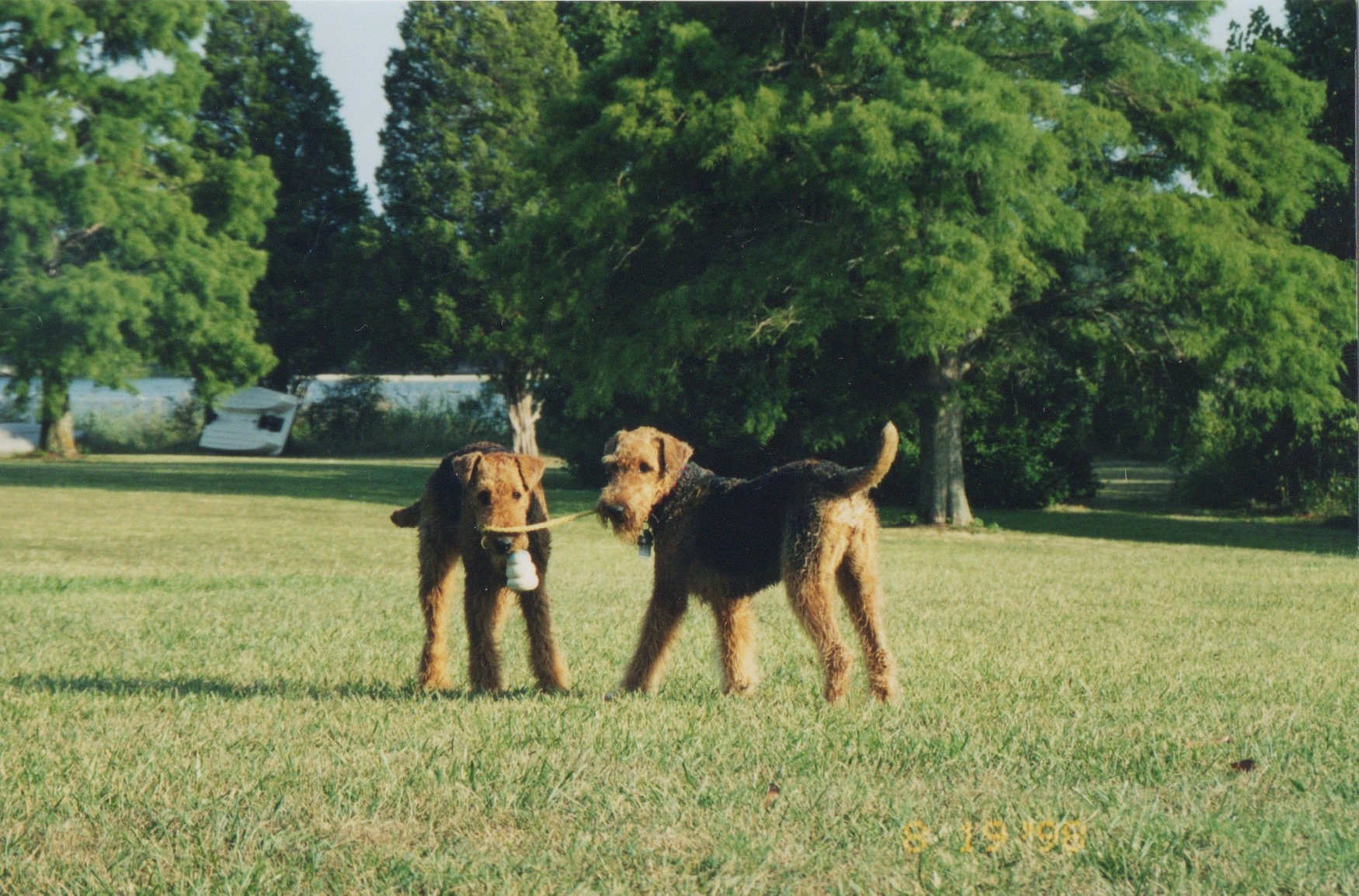 8+ Camp Woof References