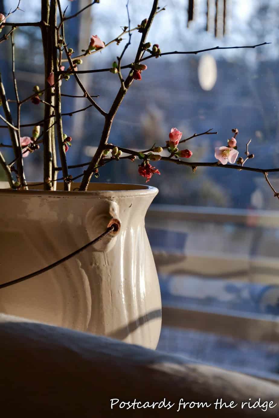 Bringing nature indoors Forceblooming quince branches Postcards