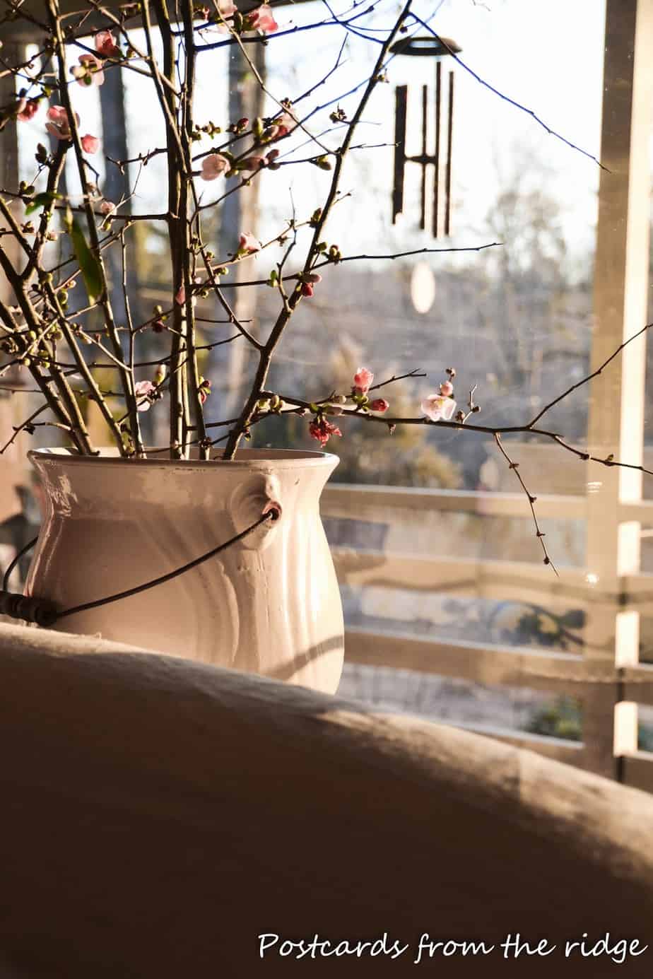 Bringing nature indoors Forceblooming quince branches Postcards