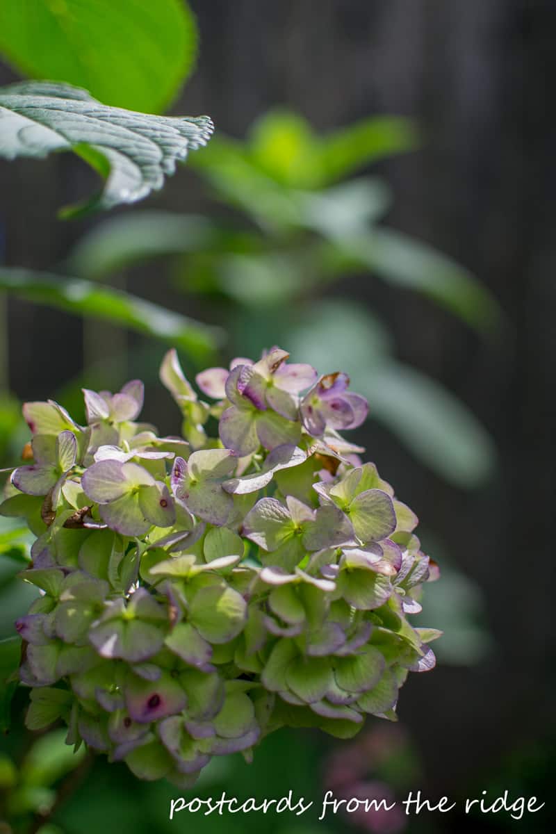 How to Easily Dry Hydrangeas Postcards from the Ridge