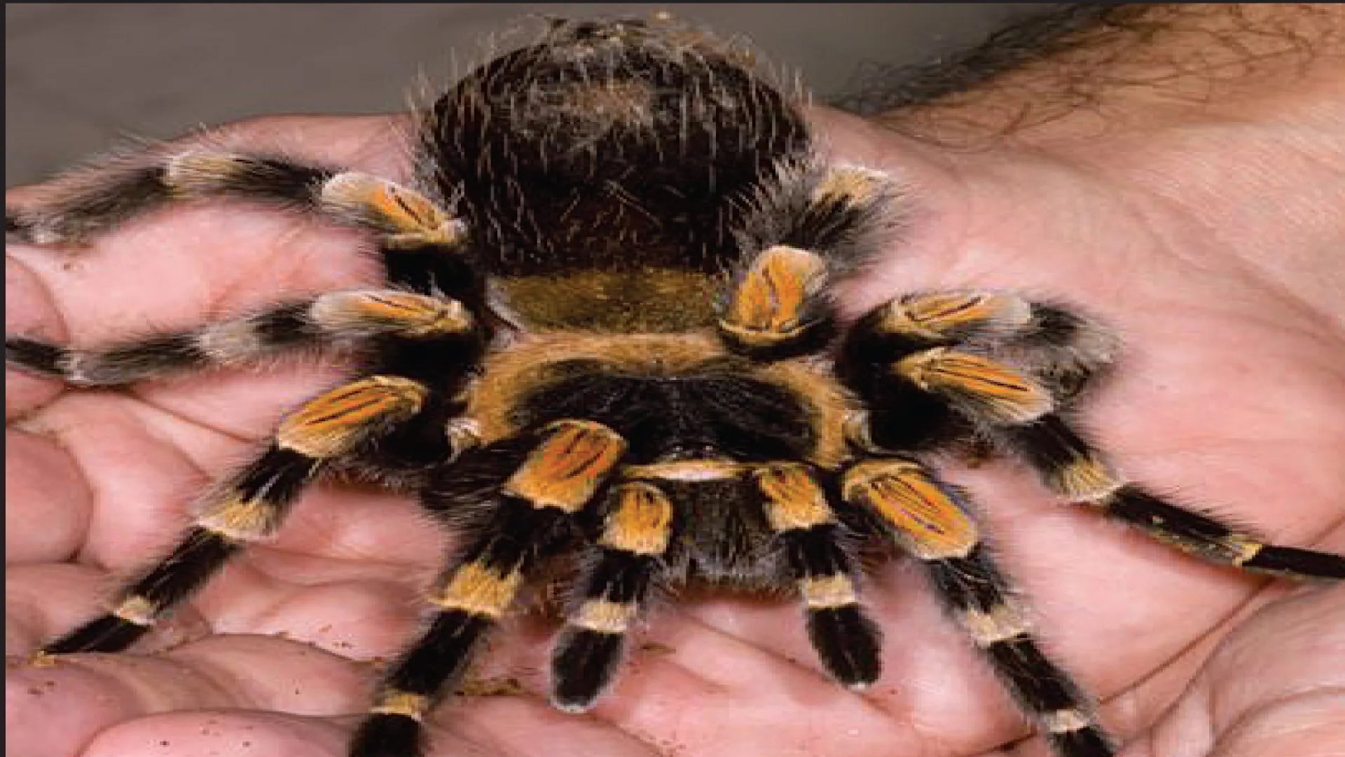 Are There Tarantulas In Oregon Unconventional But Totally Awesome