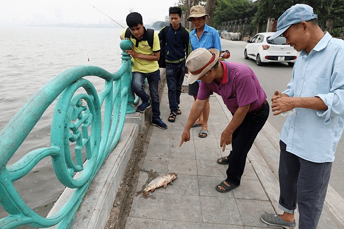 ハノイのタイ湖で魚大量死 POSTE(ポステ)
