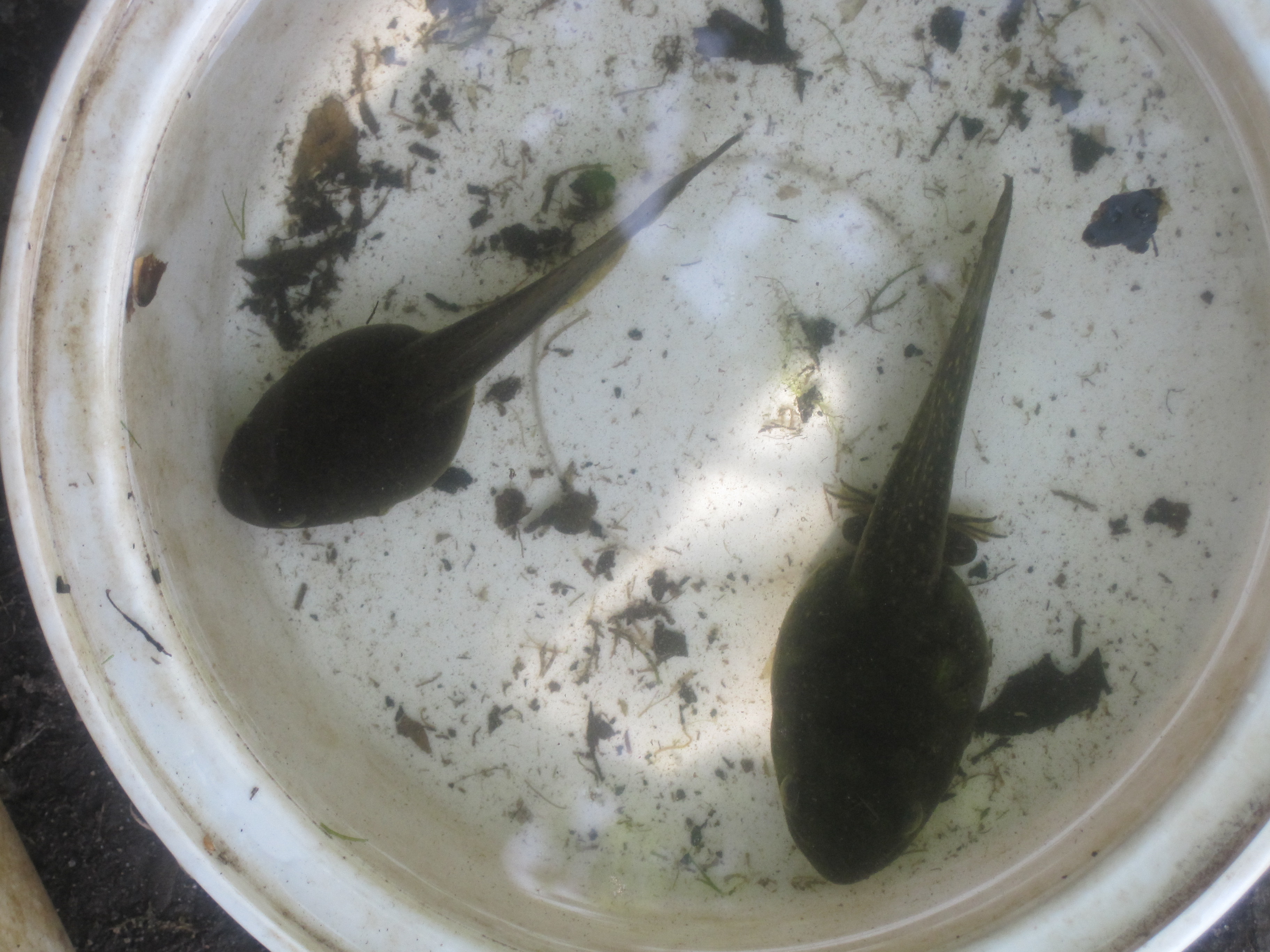 Bullfrog Tadpoles