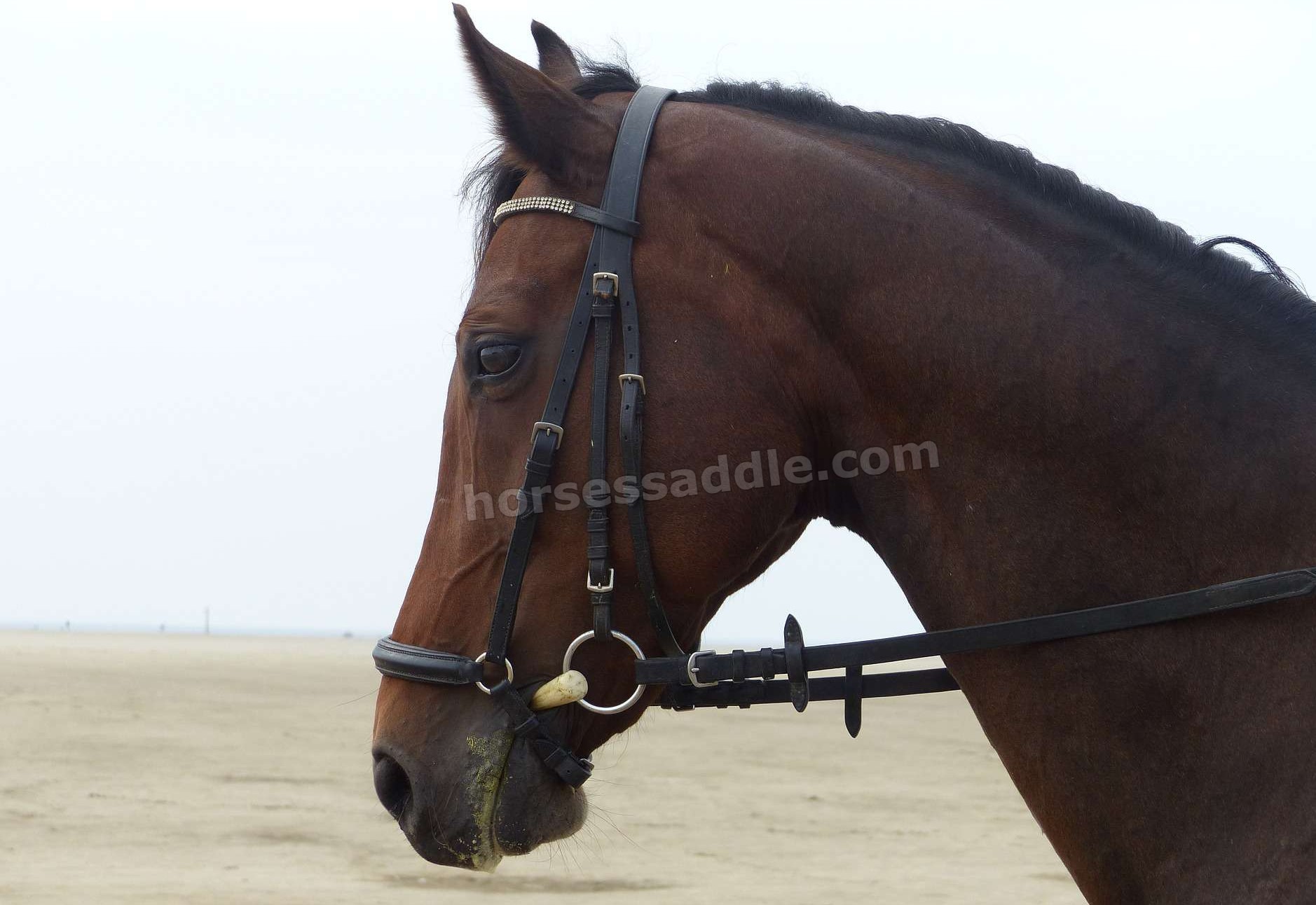 Right Horse Bridle for your horse at low cost