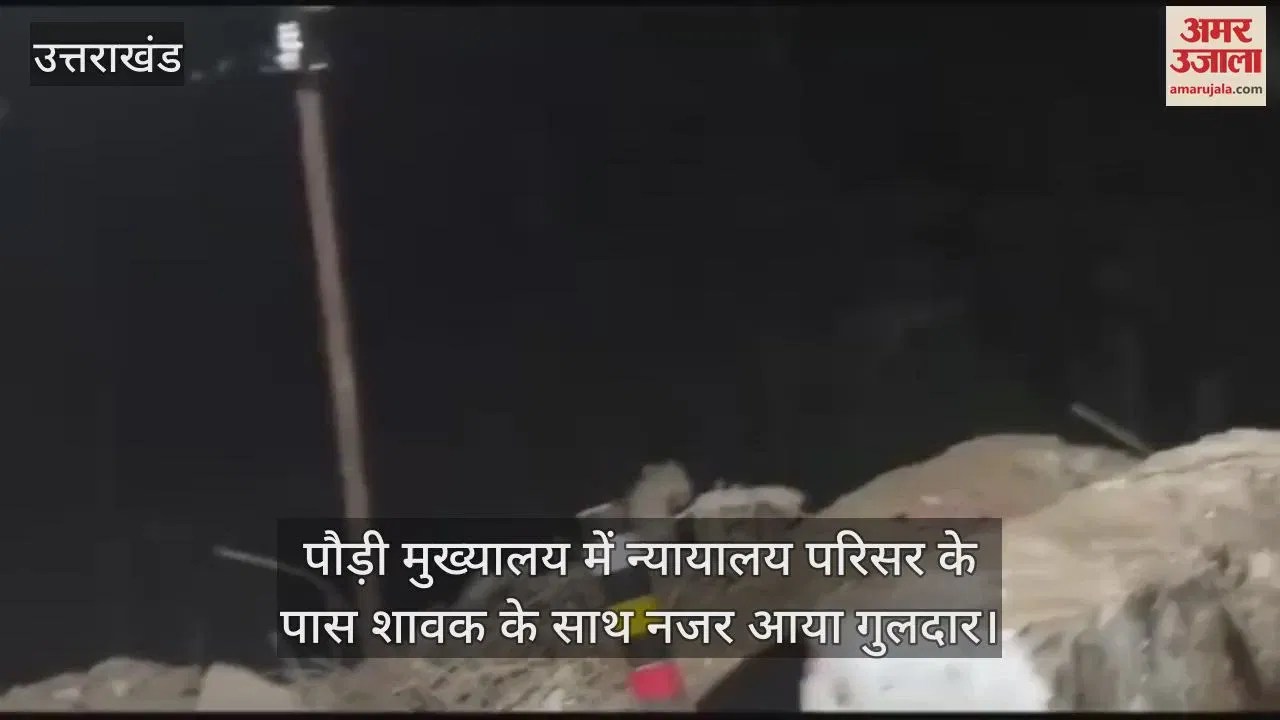 Video : Leopard Seen With Cub Near Court Premises In Pauri Panic Among People – Amar Ujala Hindi News Live