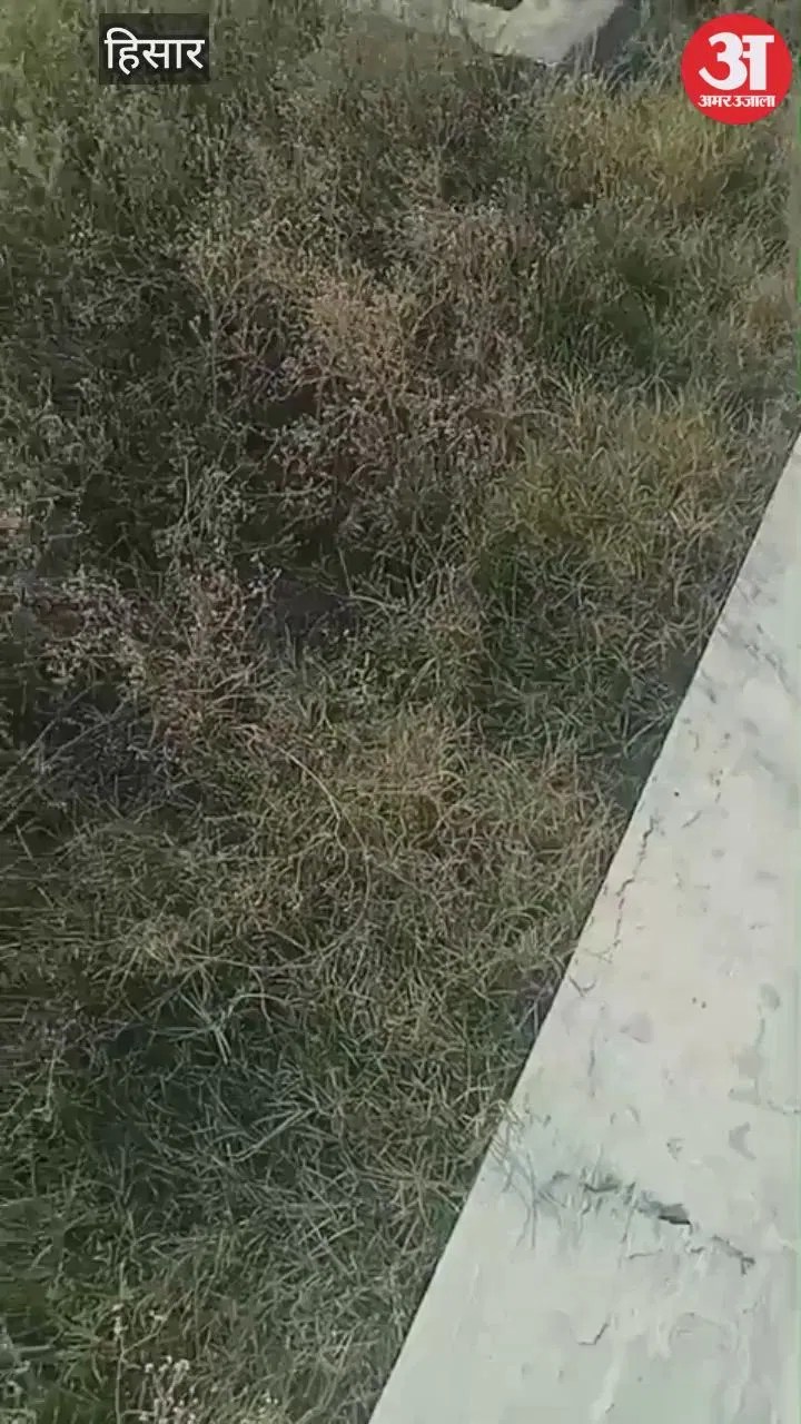 हिसार में जुगलान के जलघर की बदहाली पर ग्रामीणों में रोष, मुख्यमंत्री को की शिकायत  Latest Haryana News