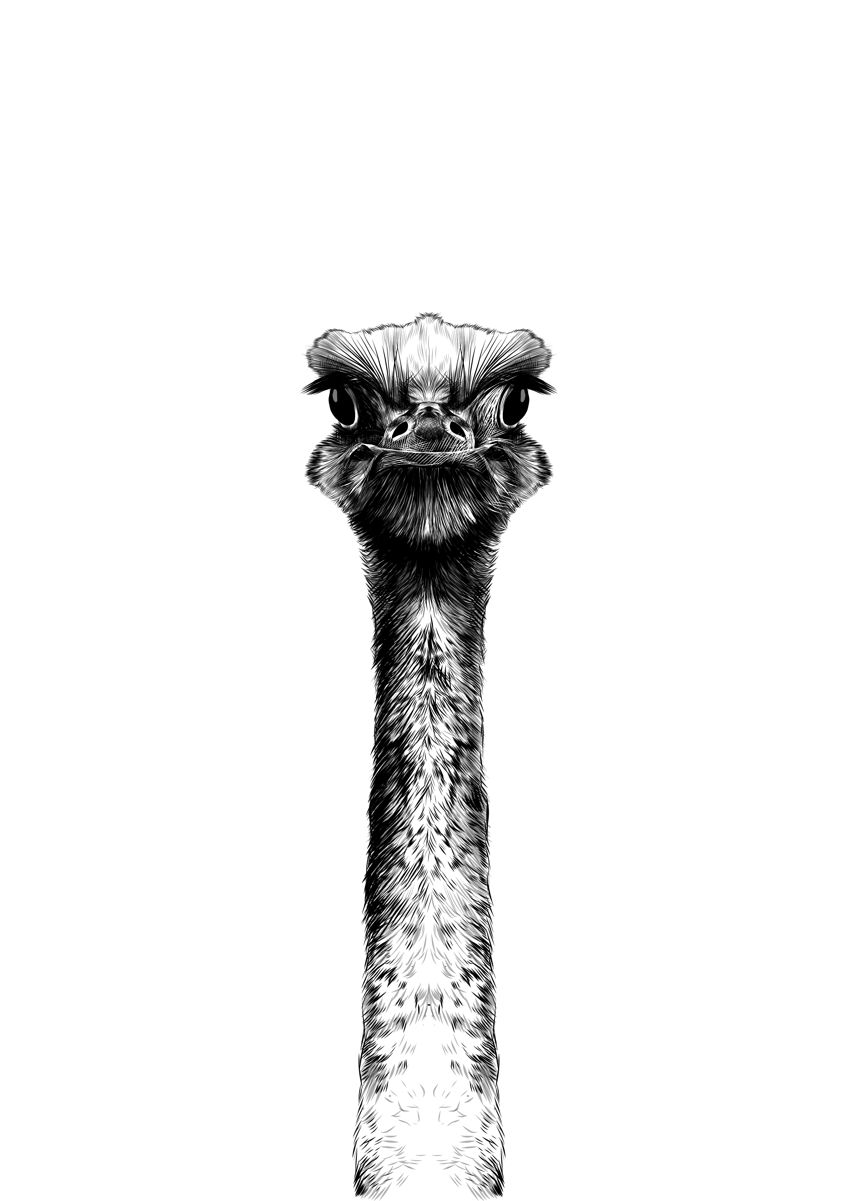 Black Ostrich Poster Poster Star