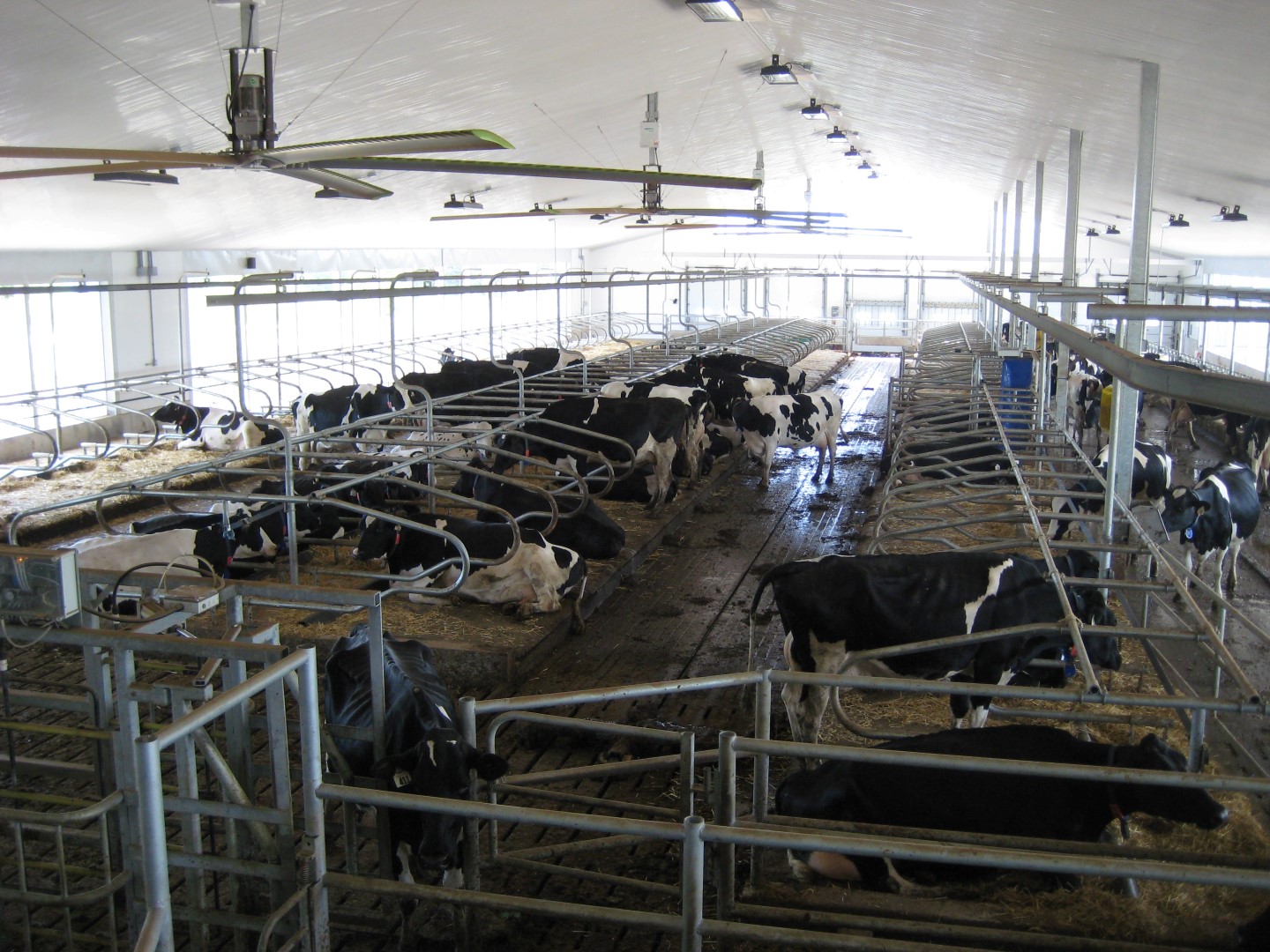 Robotic Dairy Barns Dairy Barns Ontario post structures