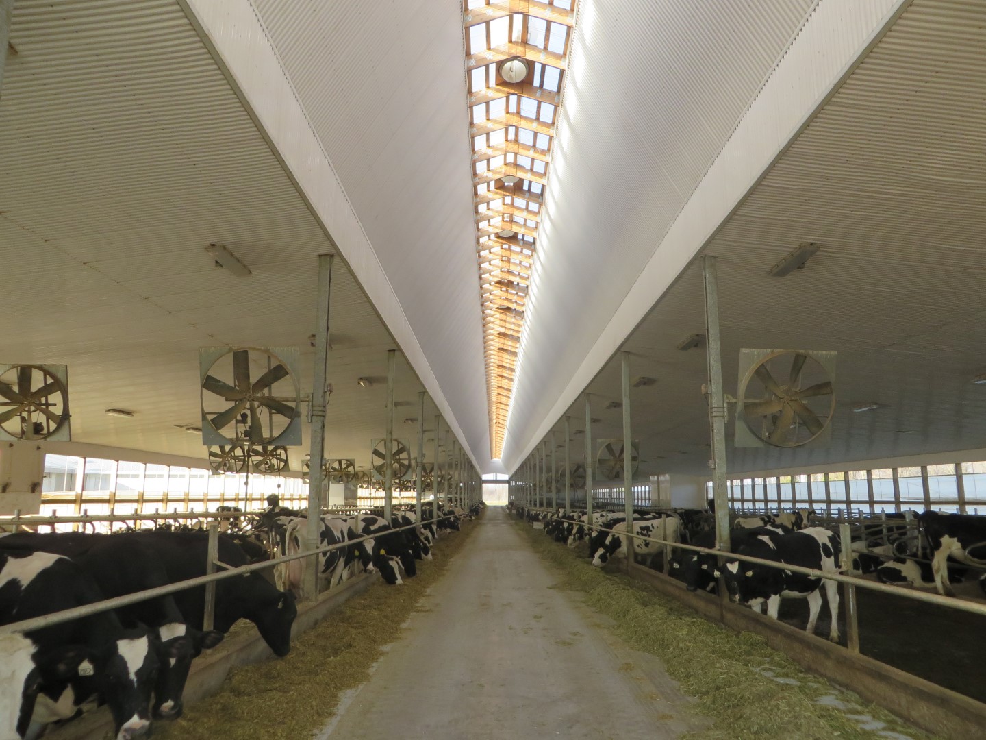 Robotic Dairy Barns Dairy Barns Ontario post structures