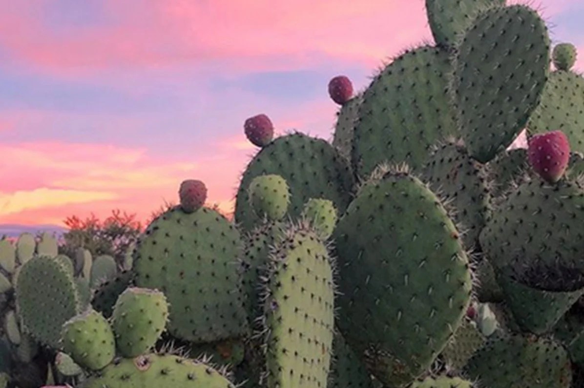 Nada más mexicano que el nopal Posting México