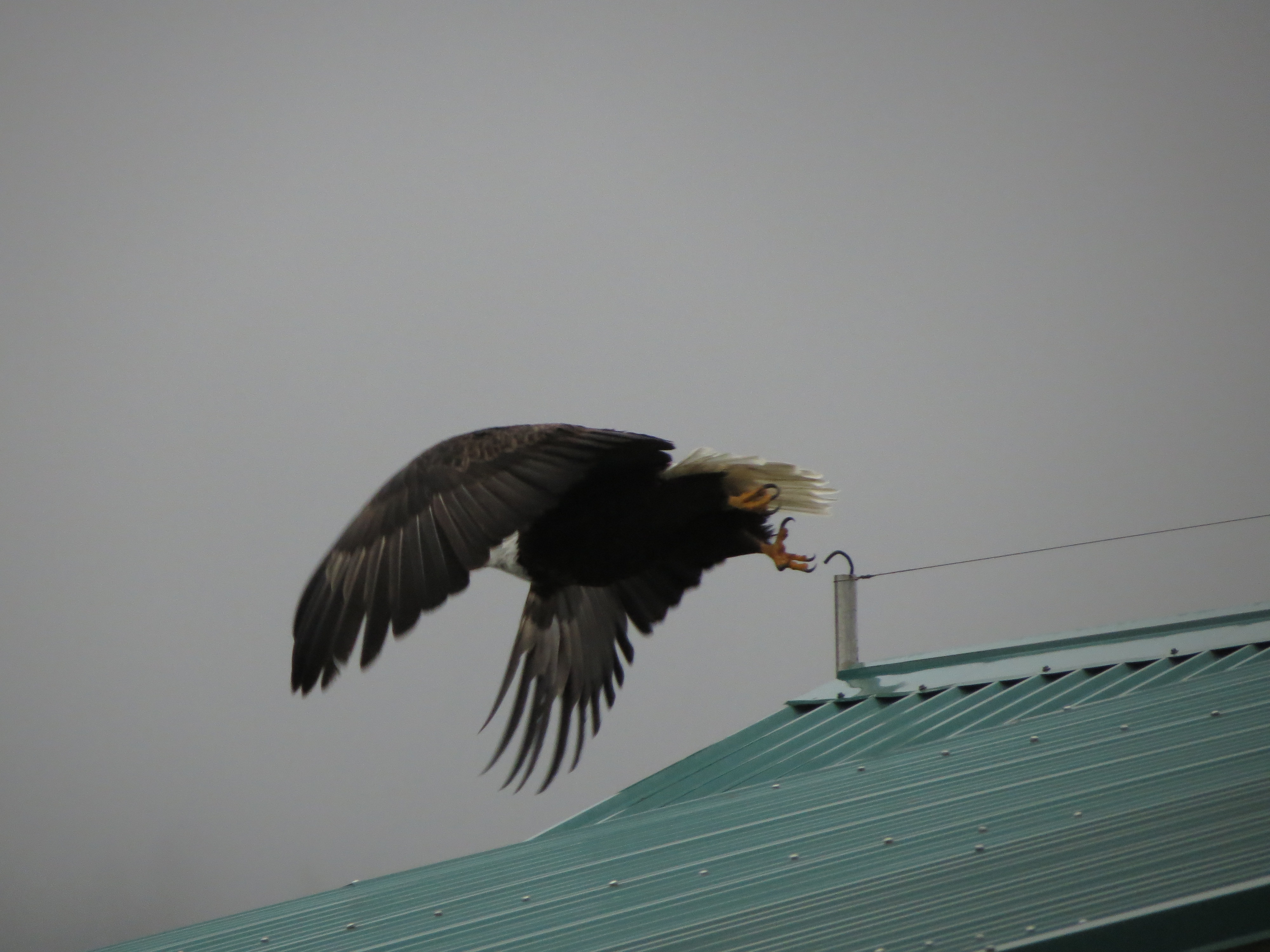 Bald Eagle Post Partum Progression