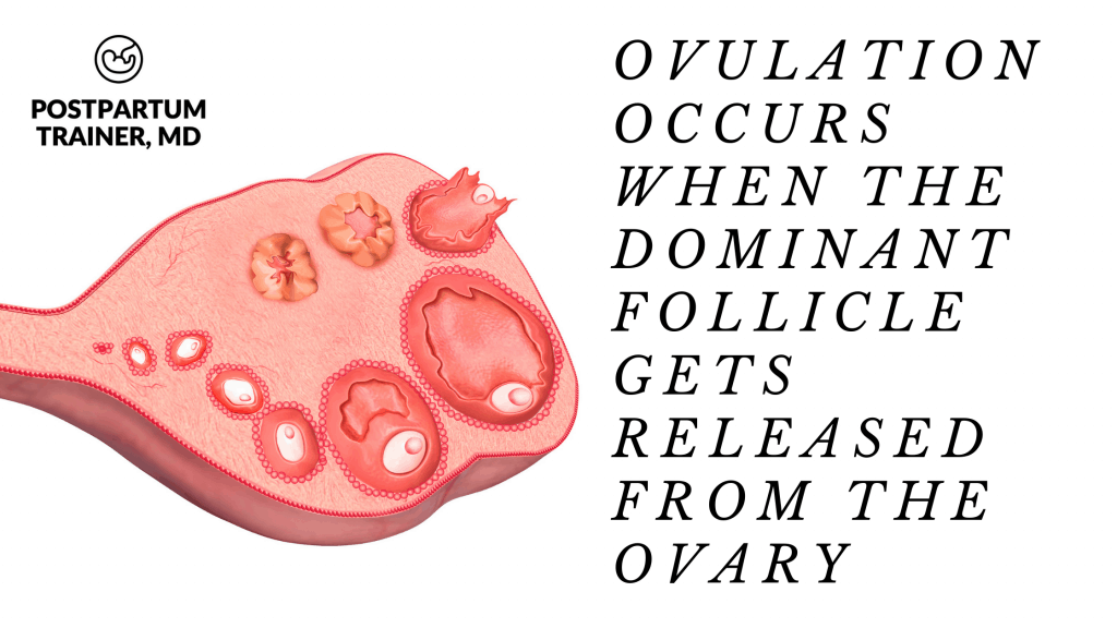 Peak Ovulation Day [How to Maximize Your Fertility