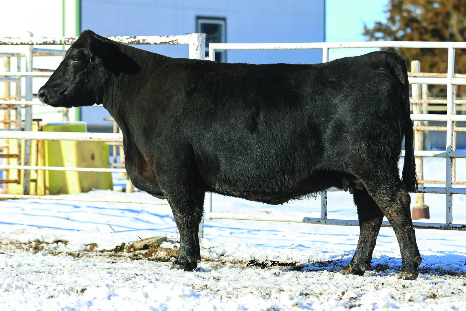 Donors Post Rock Cattle Company