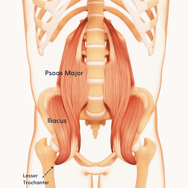 The Psoas Muscles all you need to know