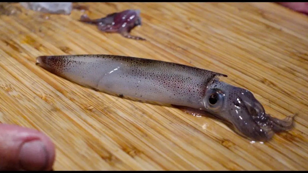 Can You Eat Raw Squid? PostureInfoHub