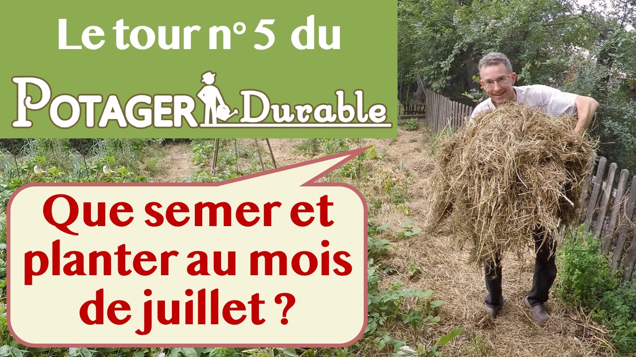 Que semer ou planter en juillet au potager •