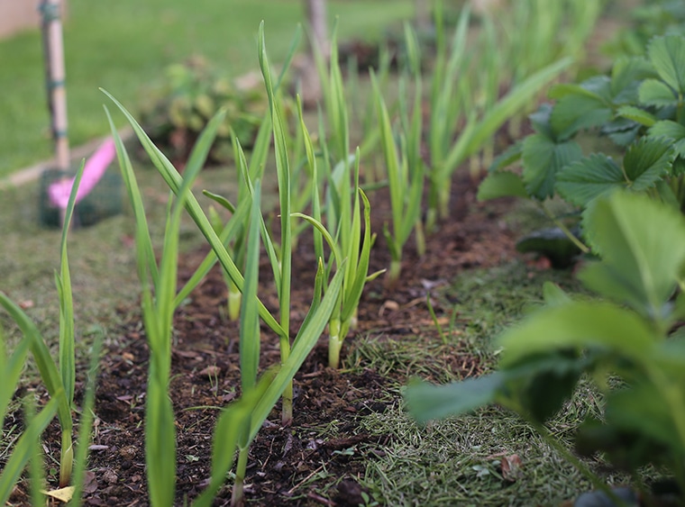 Planter et cultiver de l'ail. Guide complet PotagerFruitier Tout
