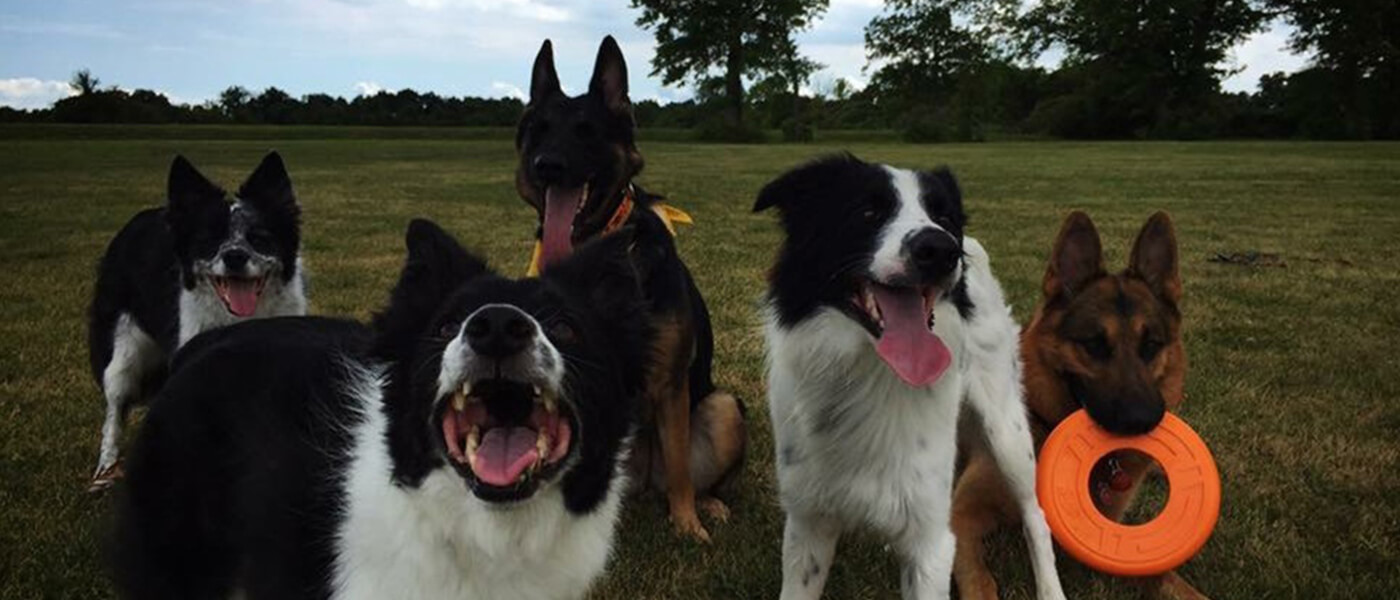 Peoria Obedience Training Club Dogs