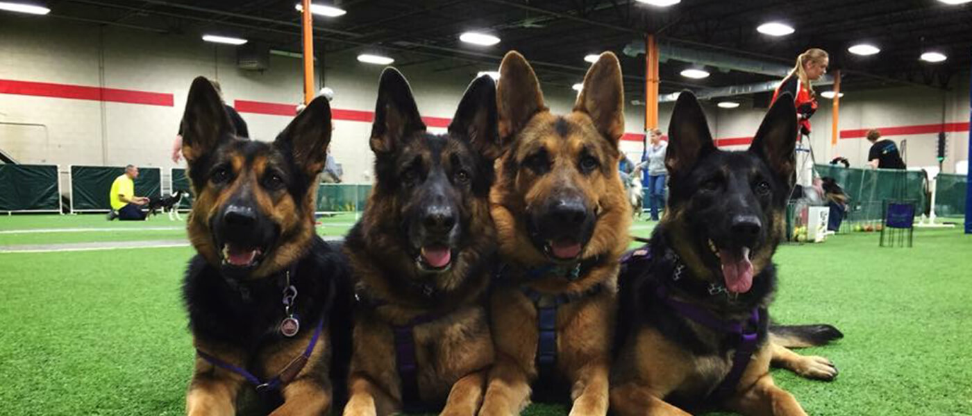 Peoria Obedience Training Club Dogs