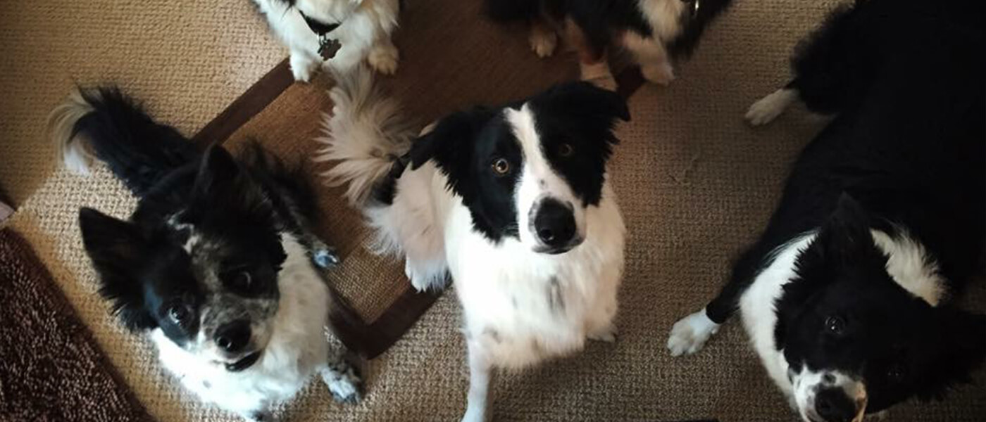 Peoria Obedience Training Club Dogs