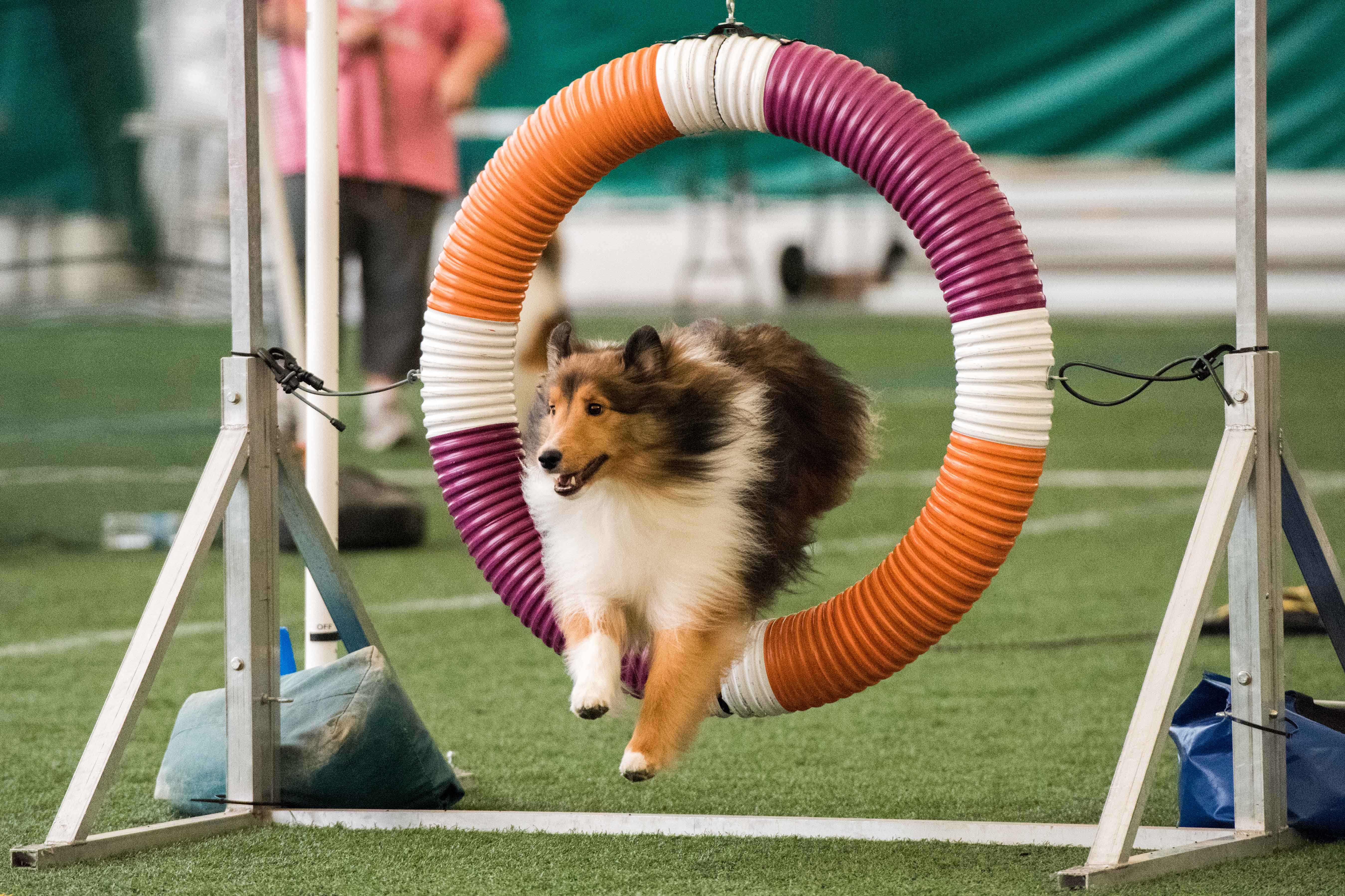Peoria Obedience Training Club Dogs