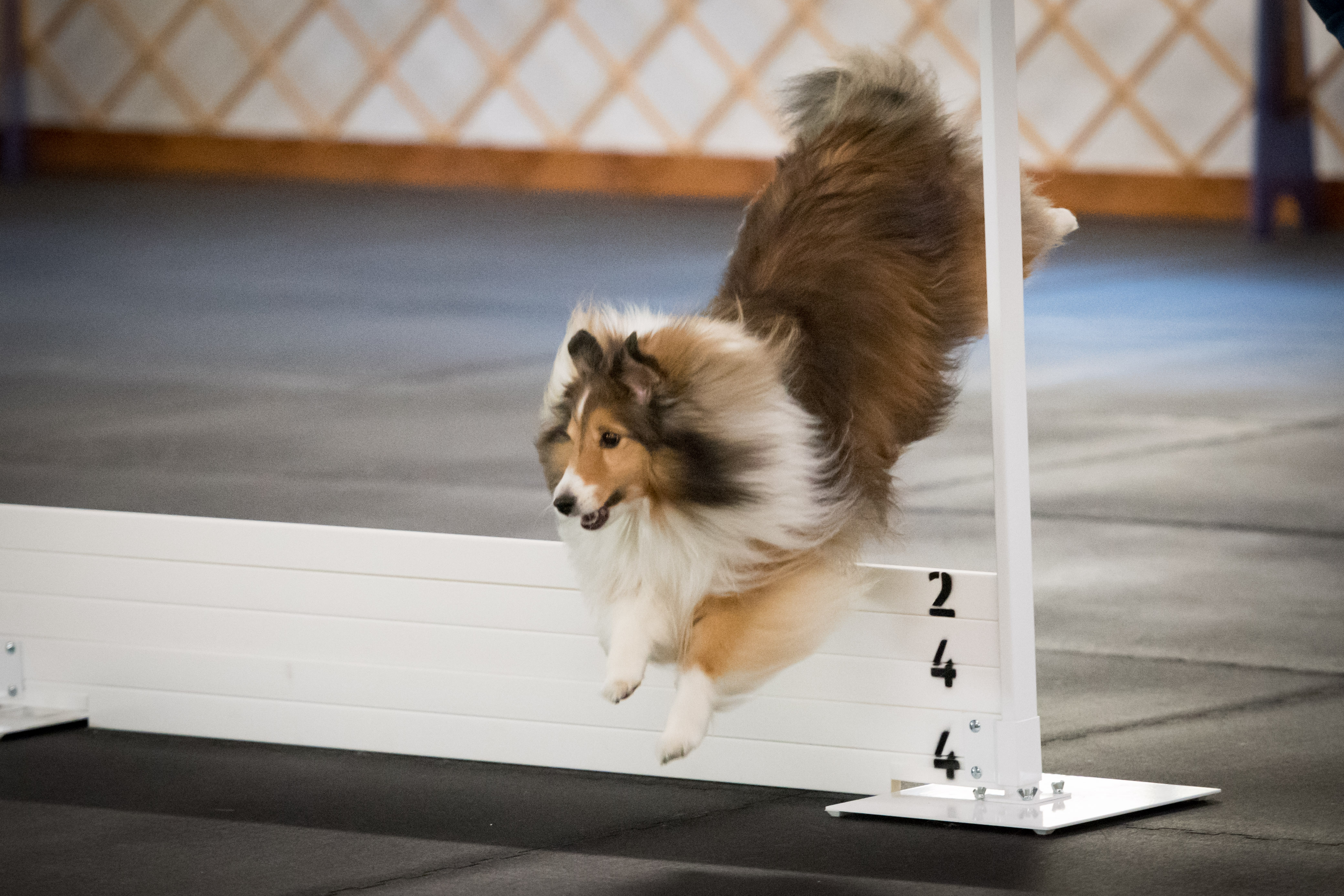 Home Peoria Obedience Training Club Dogs