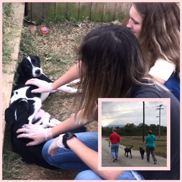 Poteau Valley Humane Society