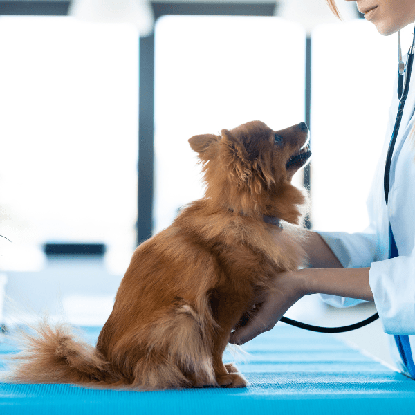 Best Veterinary Hospital In Poteau, OK 74953 Poteau Valley Veterinary