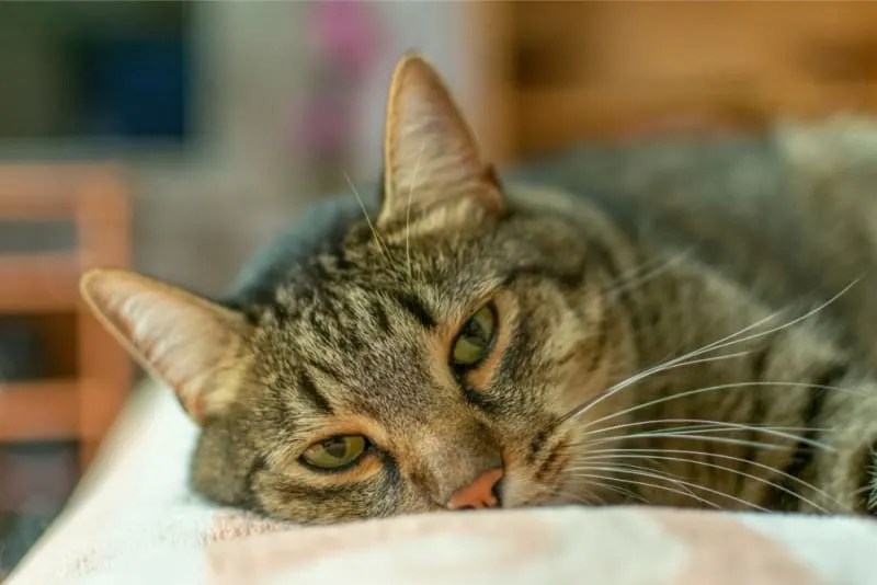 8 Potential Signs of Rabies in Cats Eyes Potential Signs