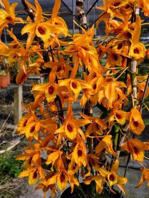 Buy Dendrobium Chanthaboon Sunrise Orchid Plant Online