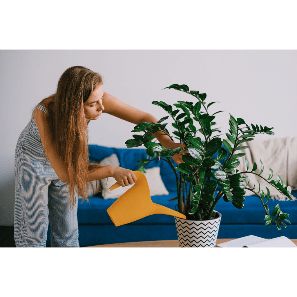 Elevate Your Space Perfect Indoor Plants Pots of Dirt