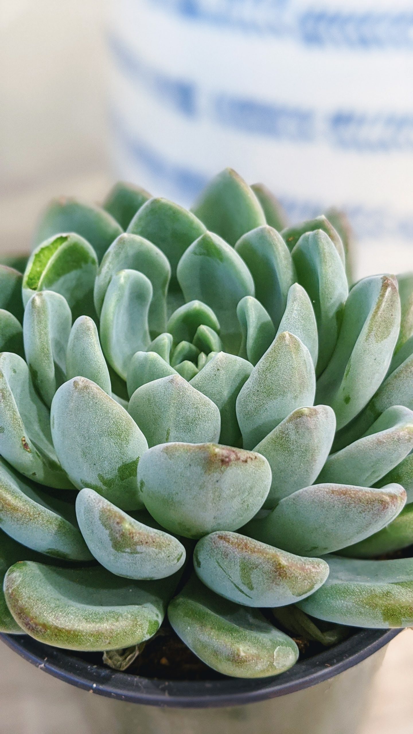 Do Succulent Plants Need Sunlight? All your Questions Answered Potted