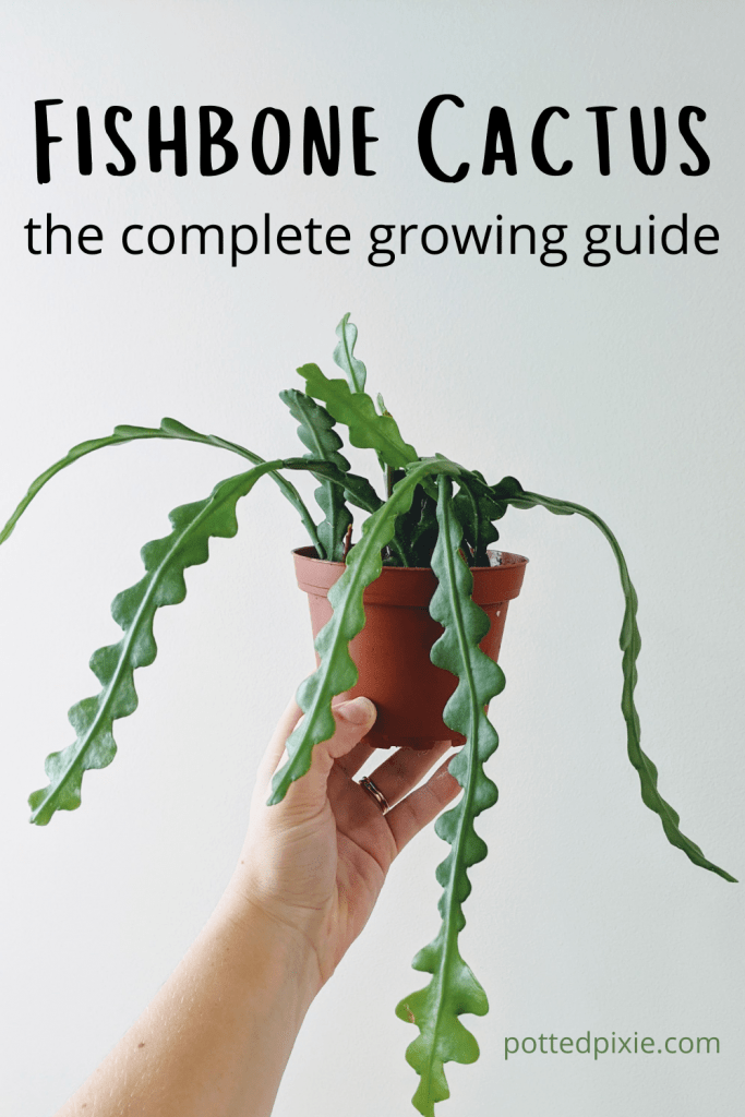 Fishbone Cactus Care the Complete Growing Guide Potted Pixie